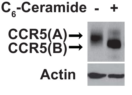 Figure 2—figure supplement 2.