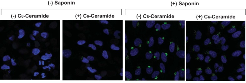 Figure 1—figure supplement 1.