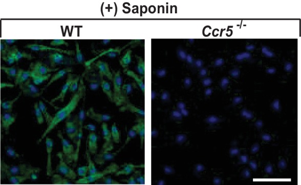 Figure 3—figure supplement 1.