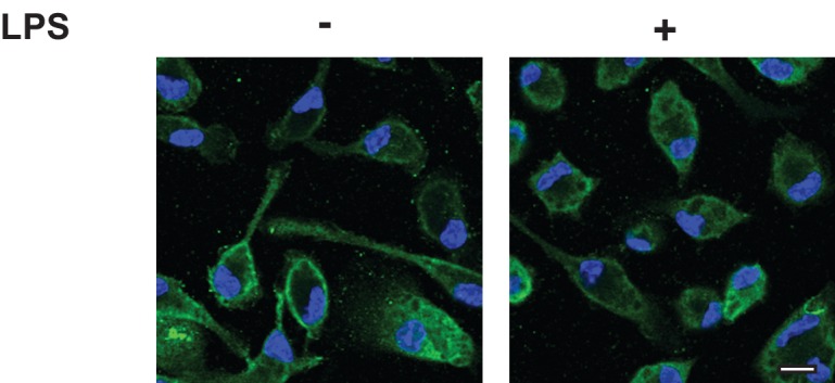 Figure 3—figure supplement 2.