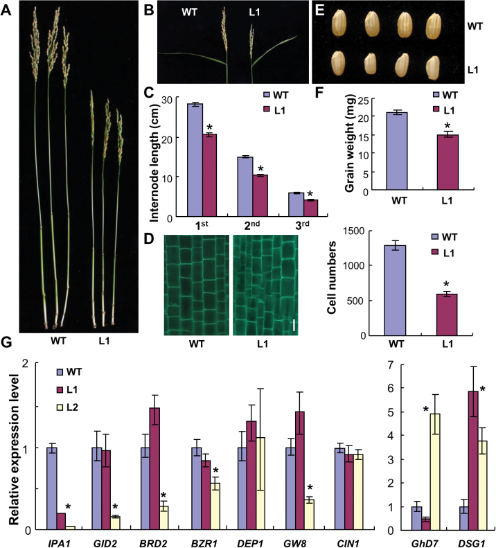 Fig. 10.