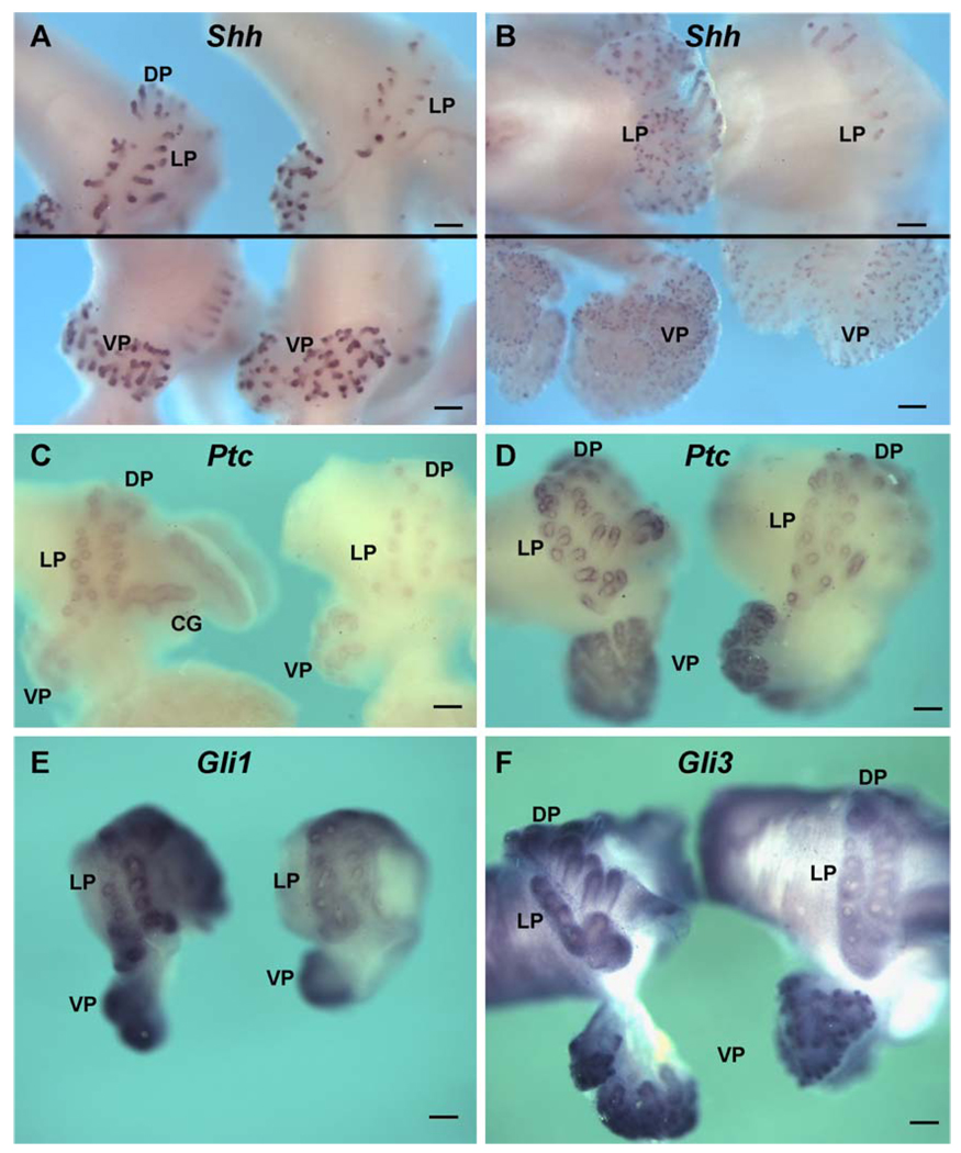 Fig. 8