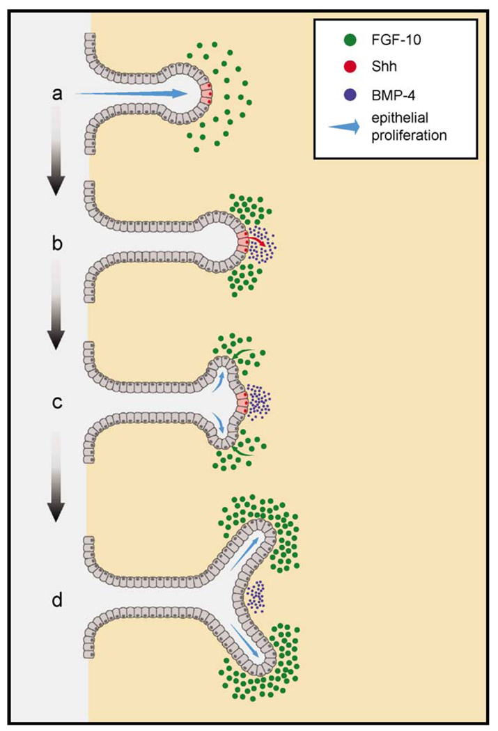 Fig. 12