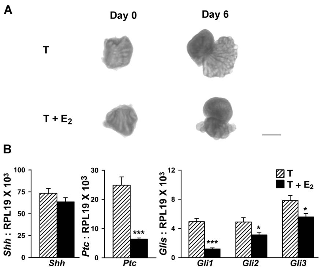 Fig. 10