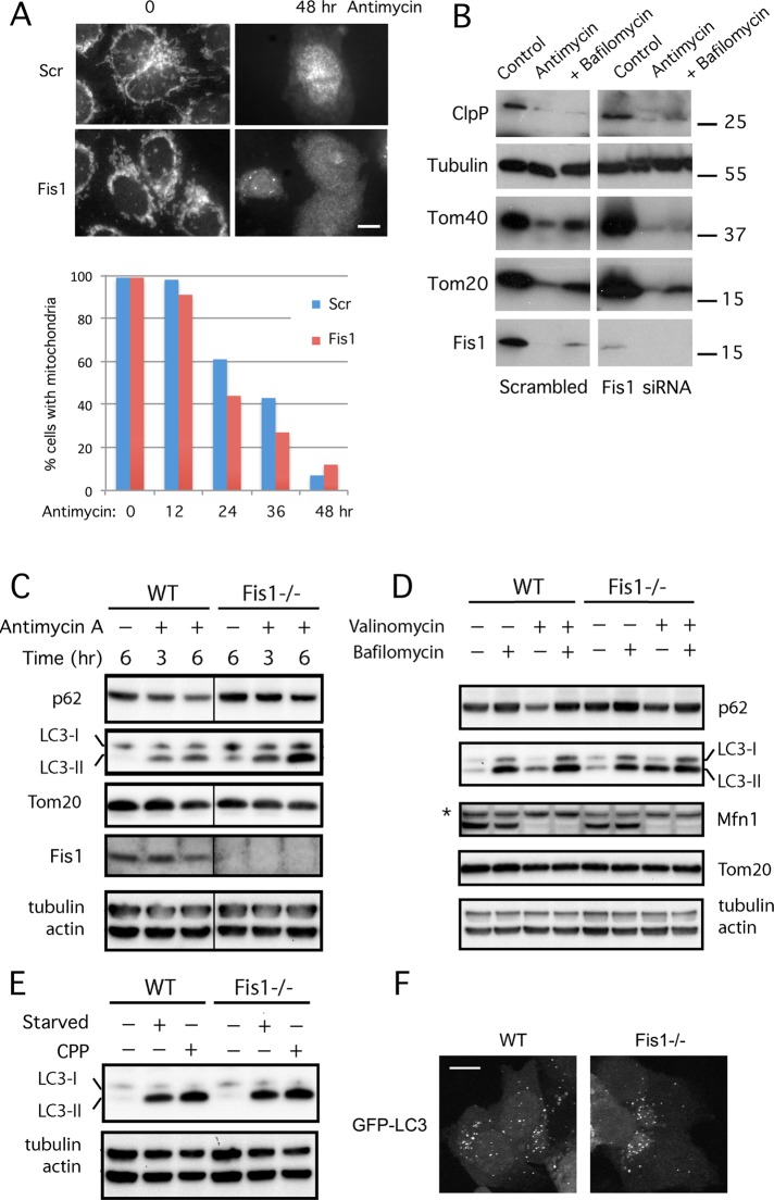 FIGURE 7: