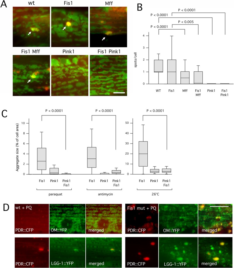 FIGURE 4: