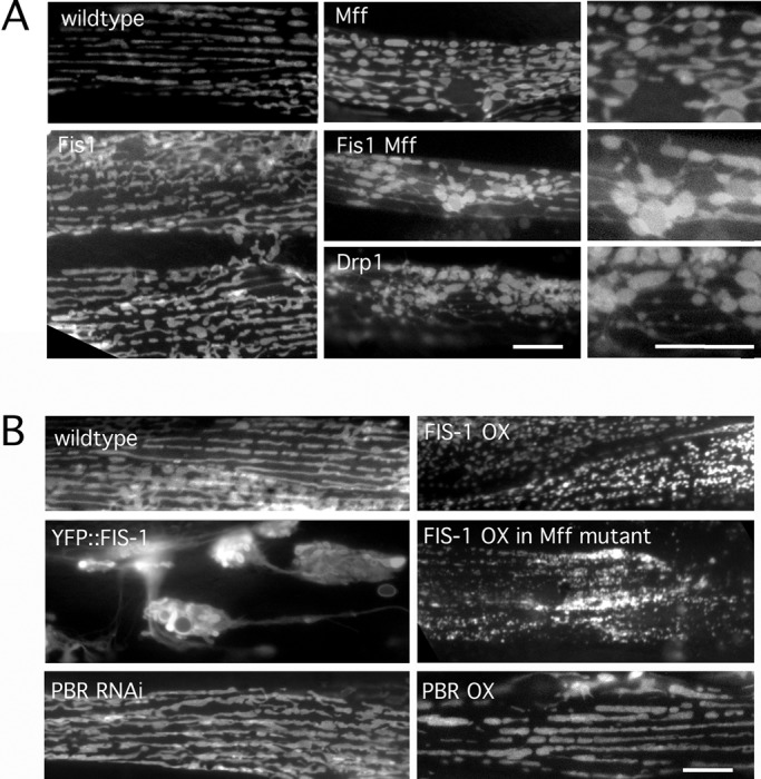 FIGURE 1: