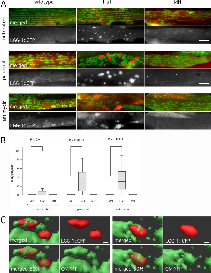 FIGURE 2: