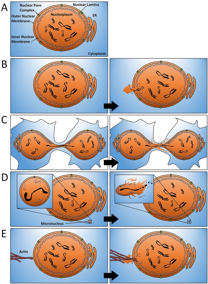 FIGURE 1: