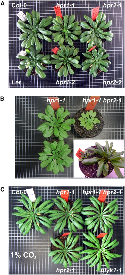 Figure 2.