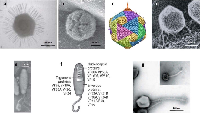 Figure 1: