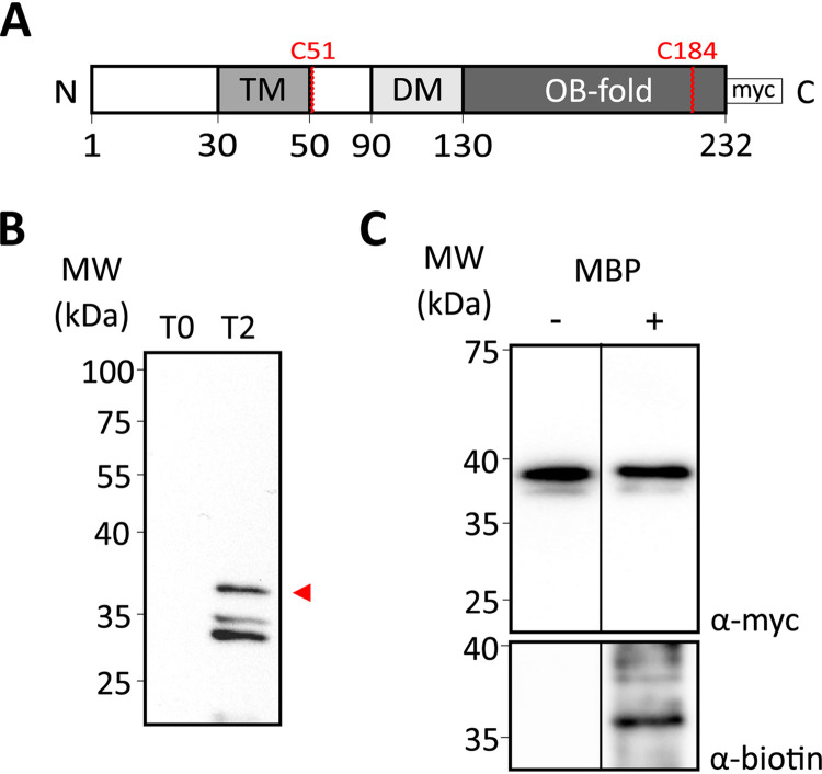 FIG 2