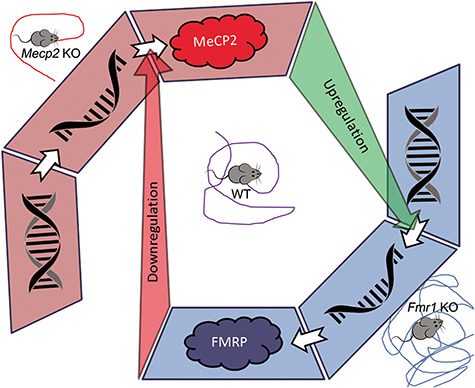 Graphical Abstract