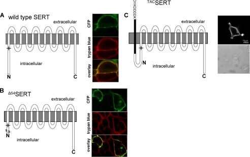 FIGURE 9.