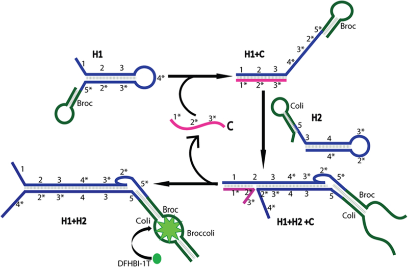 Figure 1.