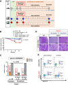 Figure 3. Ruxolitinib treatment prevents infection-driven B-ALL development in Pax5+/− predisposed mice. A, Study design. Pax5+/− (gray; n = 71) and WT (white; n = 42) mice were born under SPF conditions (green). After 1 month of age, the mice were transferred to a conventional facility providing a natural infectious environment (orange). At the time of exposure to infections, a group of Pax5+/− mice (n = 8) was treated with ruxolitinib (0.75 g/kg food) for 14 days (gray circles). Two additional groups of Pax5+/− (n = 29) and WT (n = 19) mice were treated with ruxolitinib (0.75 g/kg food) for 28 days (blue circles) and the remaining Pax5+/− (n = 34) and WT (n = 23) mice were treated with vehicle (red circles). The lifespan of the mice included in the study is indicated by a horizontal blue bar (in months). B, B-ALL–specific survival of mice treated with ruxolitinib for 28 days (Pax5+/−, blue line, n = 29; WT, green line, n = 19), Pax5+/− mice treated with ruxolitinib for 14 days (gray line, n = 8), and nontreated mice (Pax5+/−, red line, n = 34; WT, black line, n = 23) following exposure to common infections. Log-rank (Mantel–Cox) test P = 0.0273 when comparing Pax5+/− mice treated with ruxolitinib for 28 days versus nontreated Pax5+/− mice and P = 0.0154 when comparing Pax5+/− versus WT mice without treatment. ruxo, ruxolitinib. C, Reduction in pB-ALL incidence in Pax5+/− mice treated with ruxolitinib for 4 weeks. Ruxolitinib treatment of Pax5+/− mice for 4 weeks resulted in pB-ALL development in 3.44% of mice compared with a 23.52% of incidence in untreated animals. Fisher exact test, P = 0.0332. D, Hematoxylin and eosin staining of tumor-bearing Pax5+/− mice showing infiltrating blast cells in the LN, compared with an age-matched WT mouse. Loss of normal architecture due to leukemic cell infiltration can be seen. Magnification and the corresponding scale bar are indicated in each case. E, Flow cytometric analysis of PB showing the accumulation of blast B cells (B220low IgM−) in the leukemic Pax5+/− mouse (W471) and compared with a healthy Pax5+/− mouse (W436), both treated with ruxolitinib (120 mg/kg/day) and exposed to common infections.