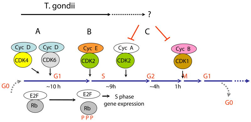 Fig. 8