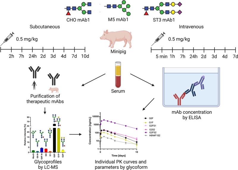 Three different mAb glycovariants were injected into minipigs and serum sampled at different consecutive time points. Individual PK curves were created combining mAb glycosylation profiles and absolute concentrations measured by LC-MS and ELISA, respectively.