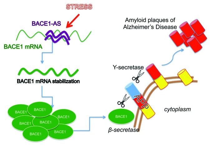 graphic file with name rna-9-860-g2.jpg