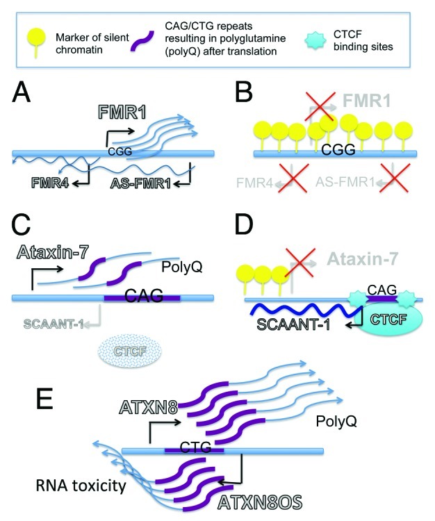 graphic file with name rna-9-860-g1.jpg