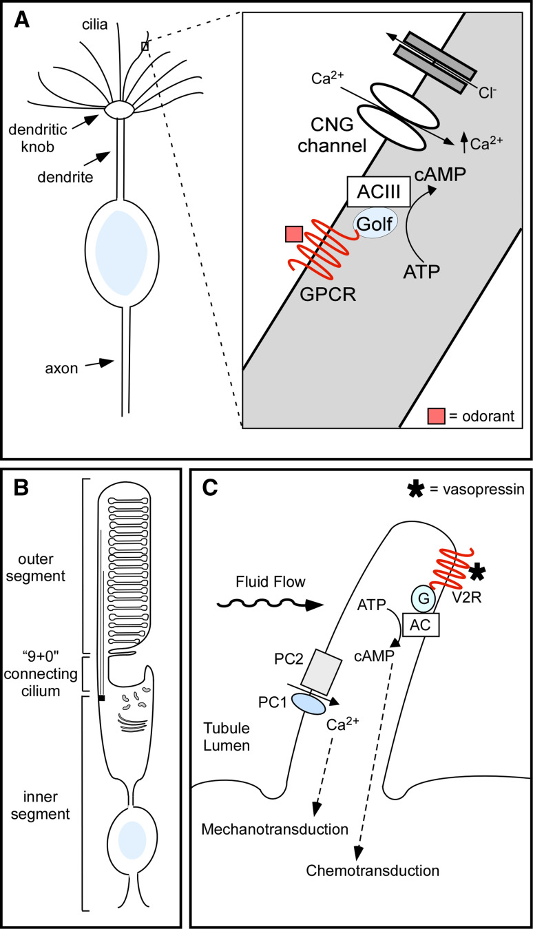 Fig. 2