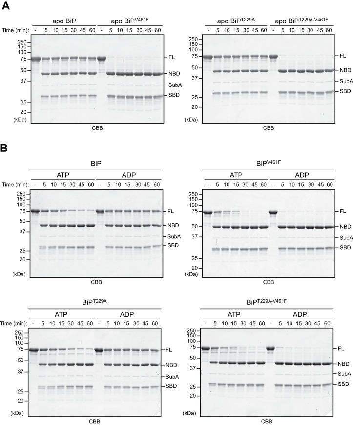 Figure 2—figure supplement 2.