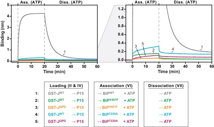 Figure 4—figure supplement 1.