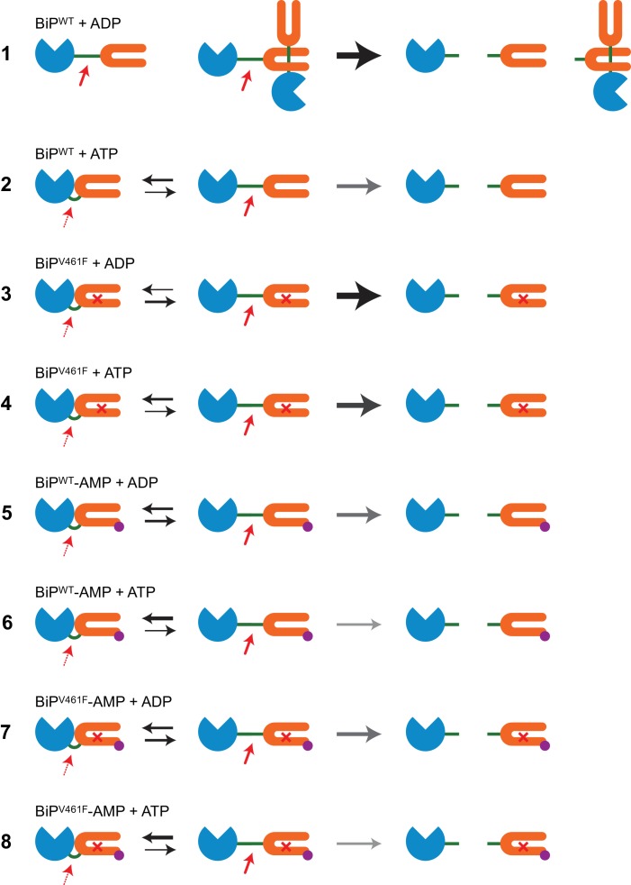 Figure 1—figure supplement 1.