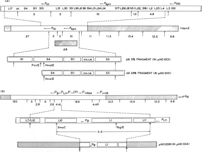 graphic file with name pnas00493-0533-a.jpg