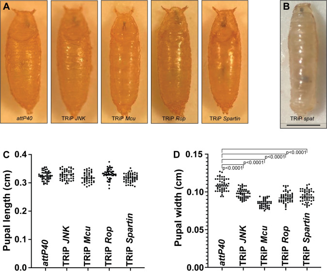 Fig 6