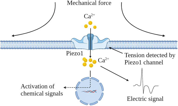 Figure 1