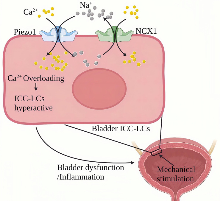 Figure 11