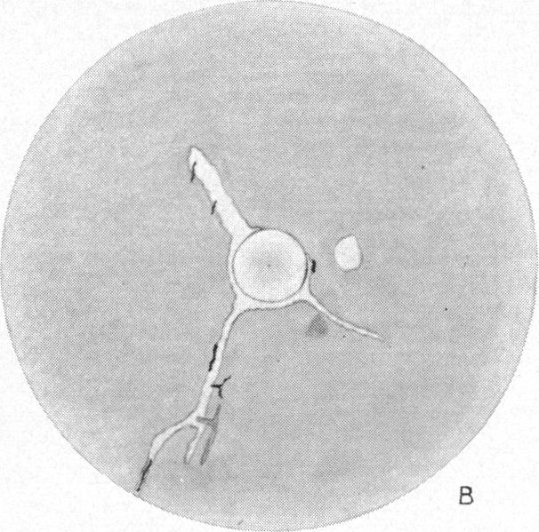 Fig. 1. B