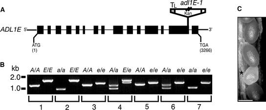 Figure 5.