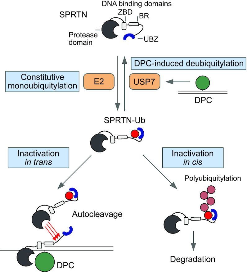 Figure 7.