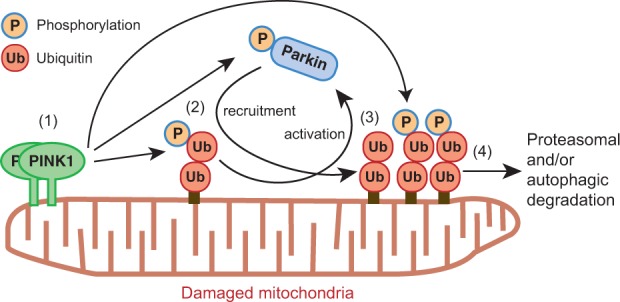 Fig. 3