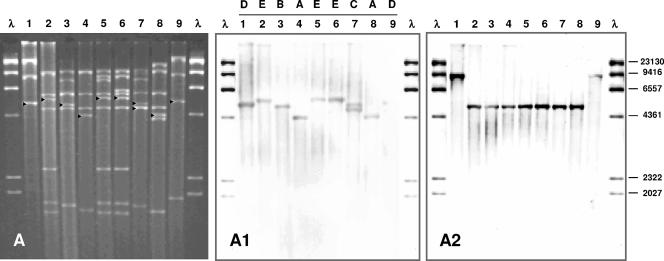 FIG. 1.