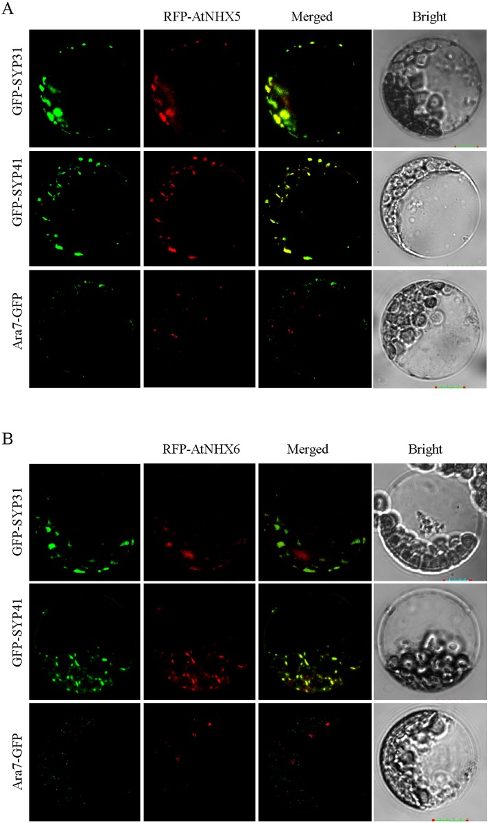 Fig 6