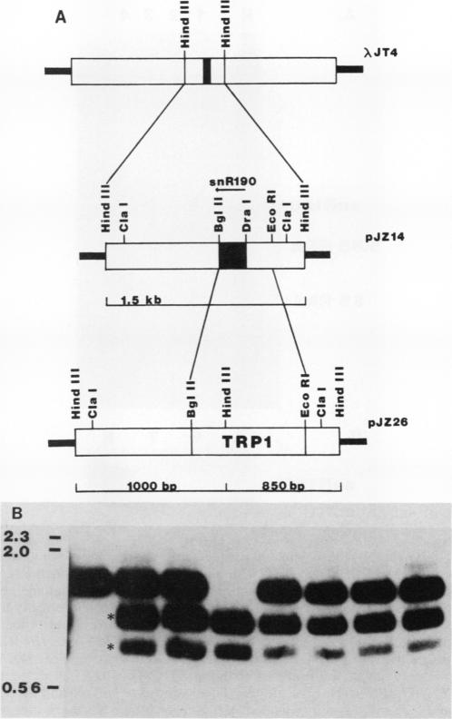 graphic file with name molcellb00068-0311-a.jpg