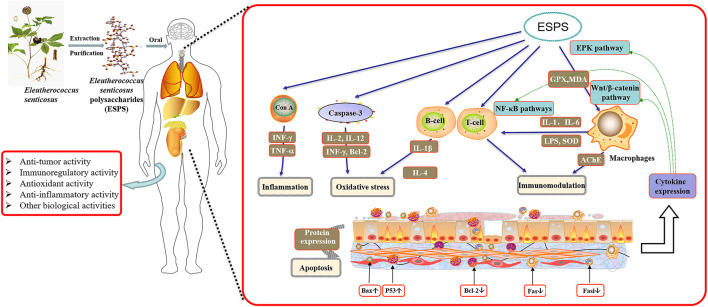 GRAPHICAL ABSTRACT