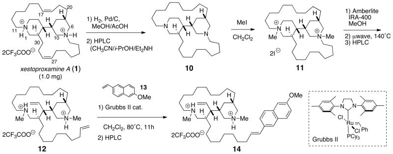 Scheme 1