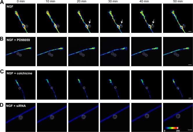 Figure 5.