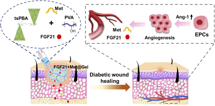 graphic file with name FBIOE_fbioe-2022-968078_wc_abs.jpg