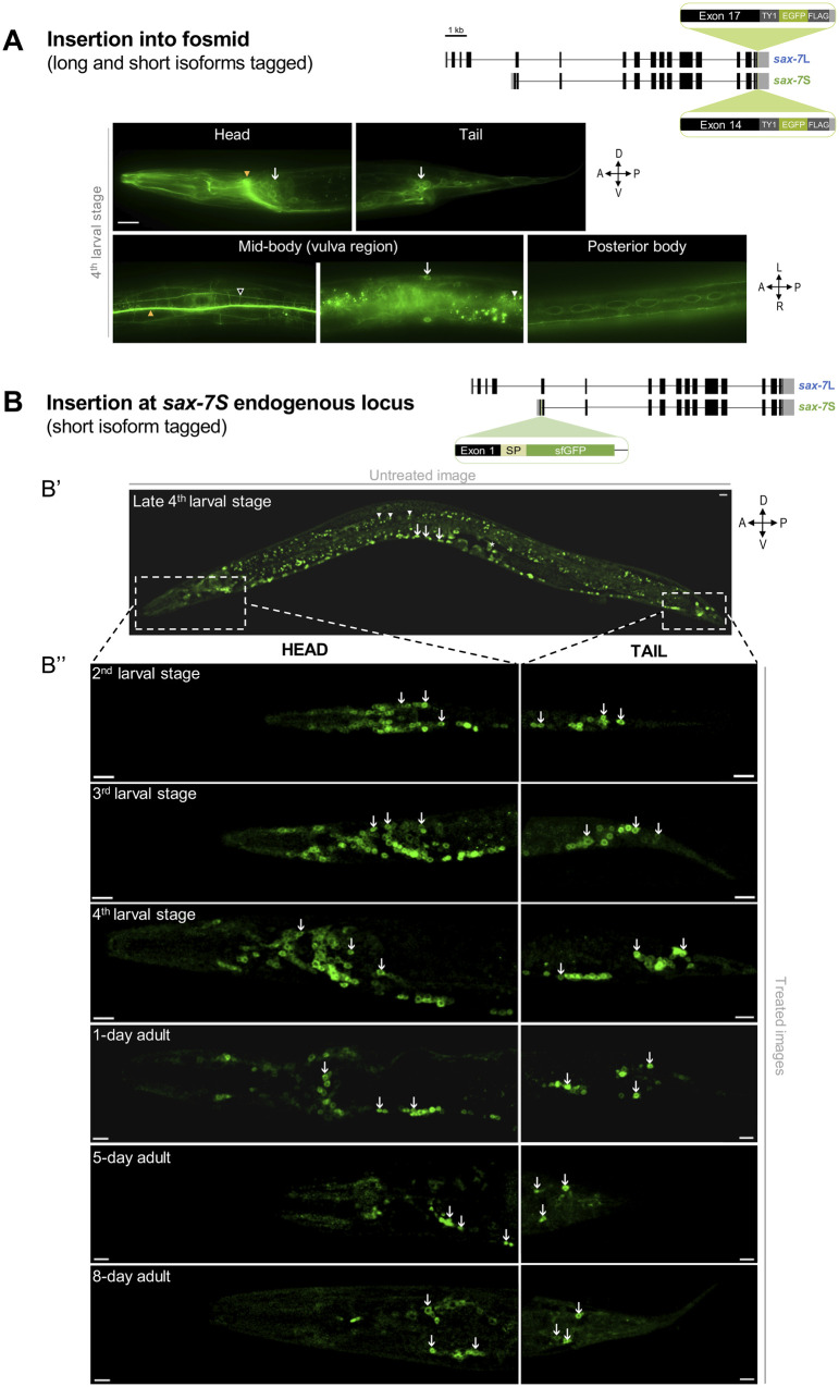 Figure 4.