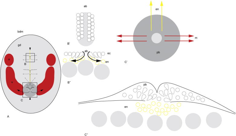 Fig. 1