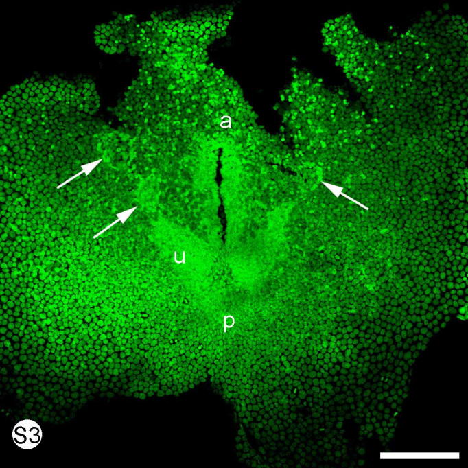 S. Fig. 3