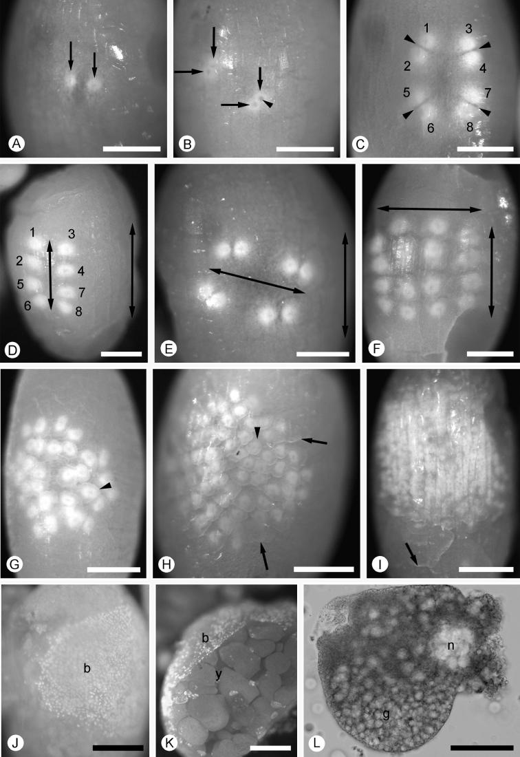 Fig. 3