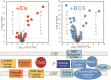 Graphical Abstract