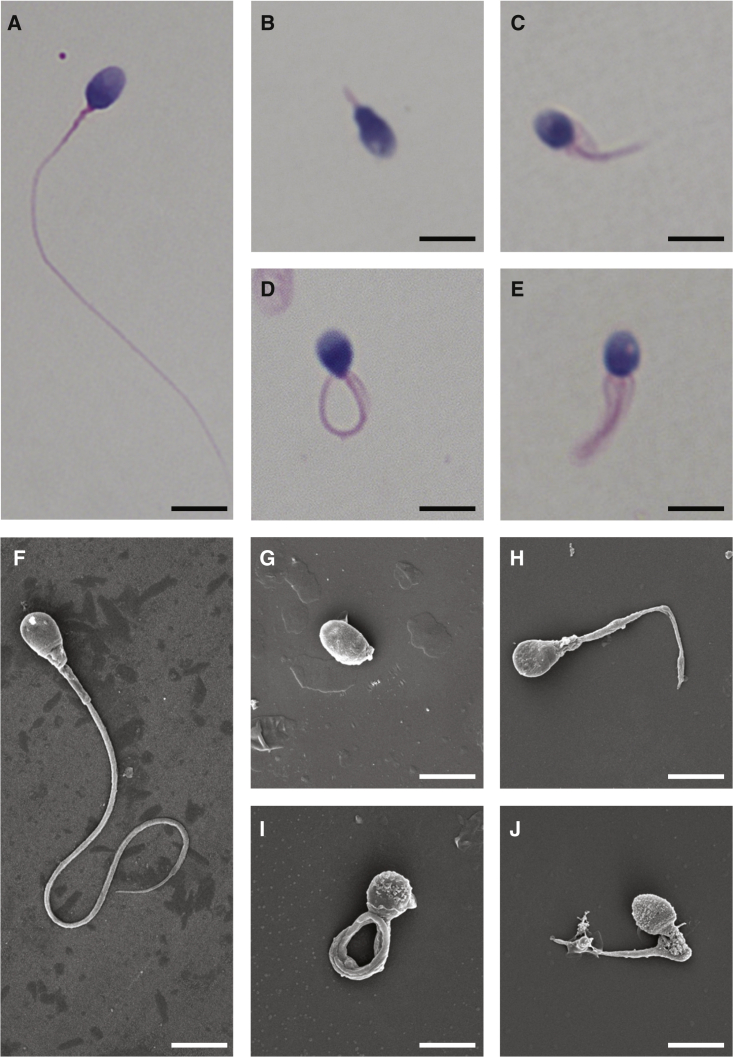 Figure 2