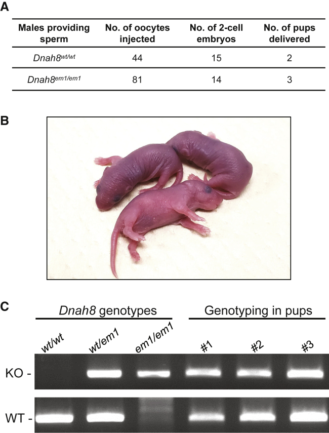 Figure 7